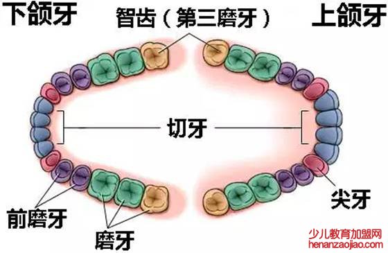 人为什么会长智齿,智齿一定要拔吗