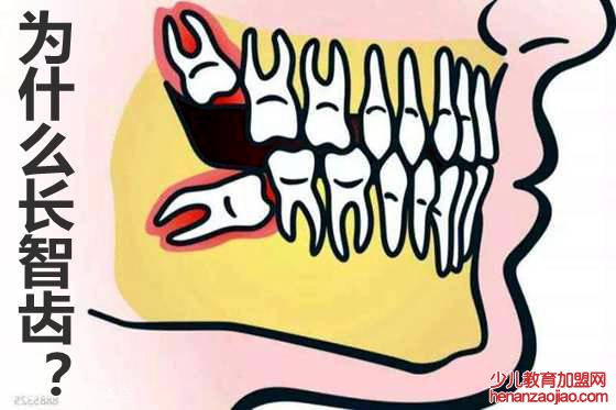 人为什么会长智齿,智齿一定要拔吗