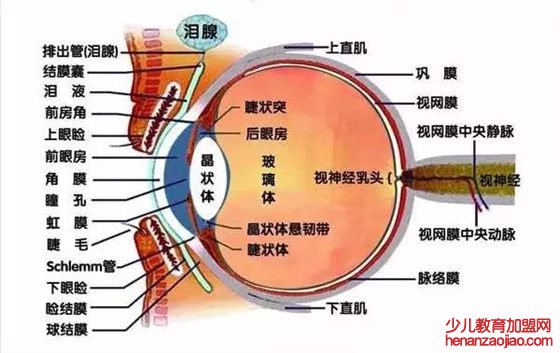 为什么眼睛不怕冷,人的眼睛真的不怕冷吗