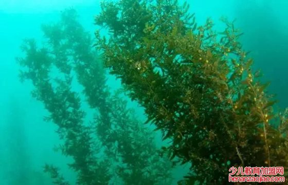 巨藻为什么会被称为海藻王
