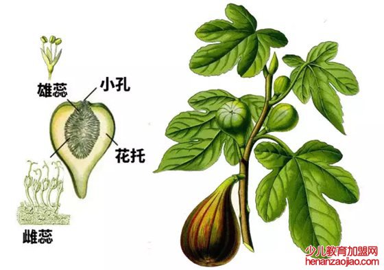 无花果真的没有花吗,为什么叫无花果