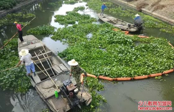 水葫芦的好处有哪些,水葫芦的防治方法