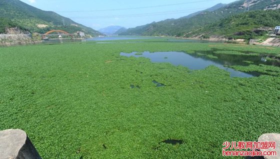 水葫芦的好处有哪些,水葫芦的防治方法