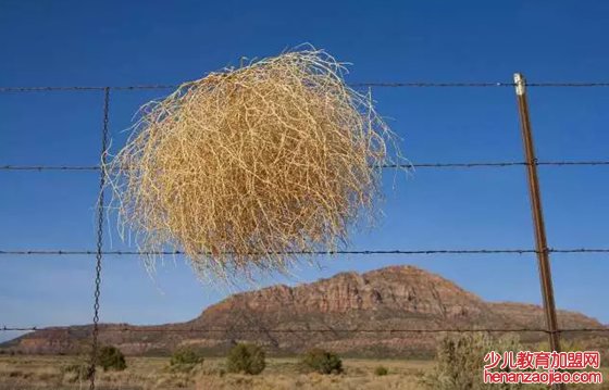 风滚草为什么能随风滚动