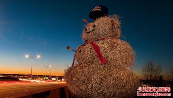 风滚草为什么能随风滚动