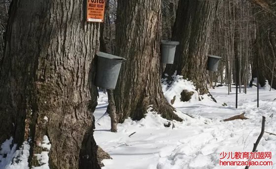 什么树能产糖,能产糖的树