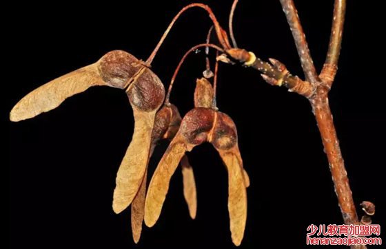 什么树能产糖,能产糖的树