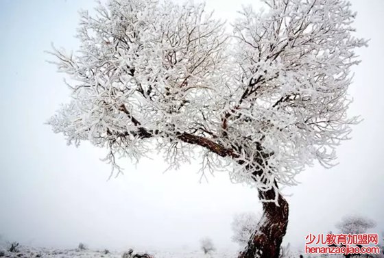 为什么胡杨能在沙漠里生存