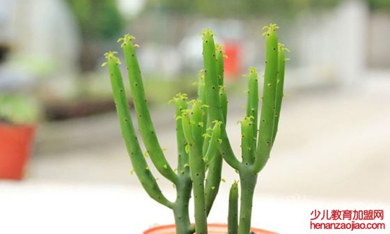 光棍树为什么不长叶子？