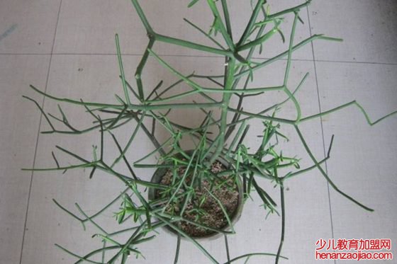 光棍树为什么不长叶子？