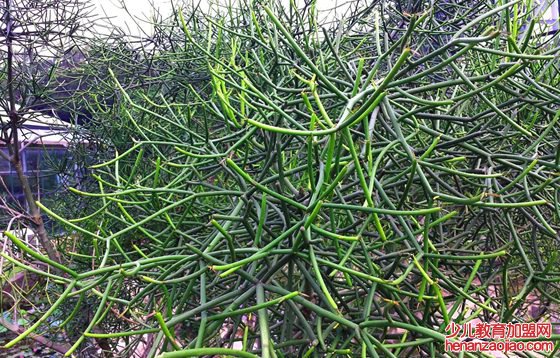 光棍树为什么不长叶子？