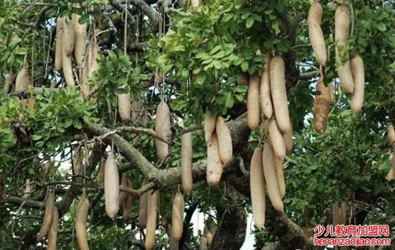 香肠树真的可以结香肠