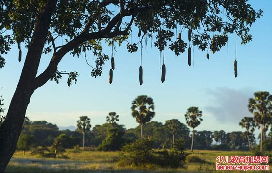 香肠树真的可以结香肠