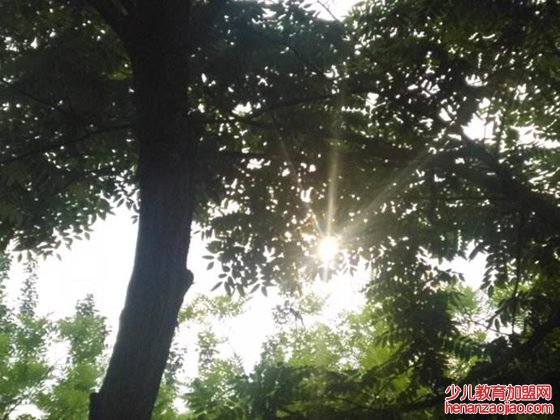 笛树为什么会奏乐