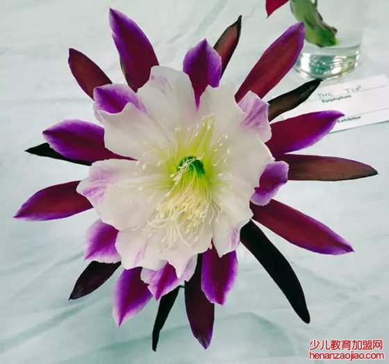 昙花为什么在晚上开,昙花一现是为什么