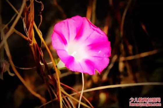 正在盛开的牵牛花