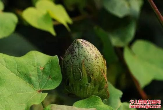 棉花是花吗,为什么棉花不是花,棉花不是花的原因