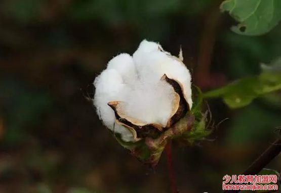 棉花是花吗,为什么棉花不是花,棉花不是花的原因