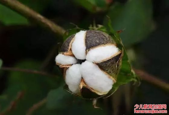 棉花是花吗,为什么棉花不是花,棉花不是花的原因
