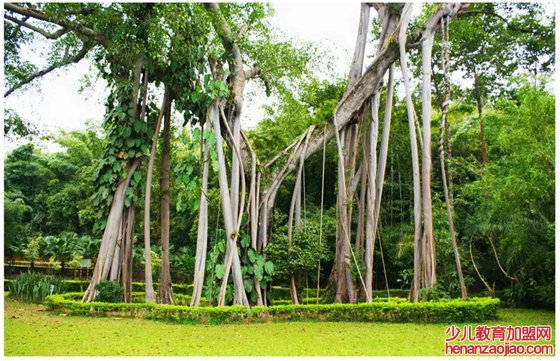 榕树为什么会独木成林