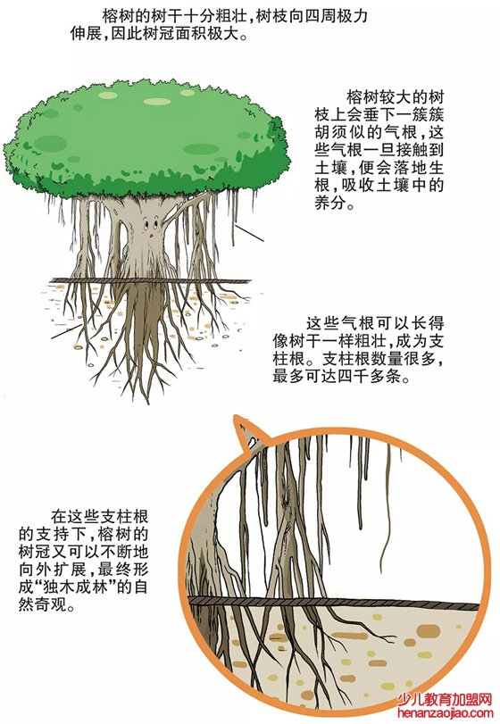 榕树为什么会独木成林