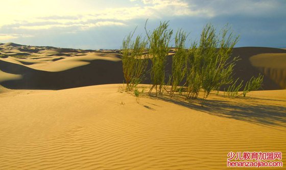 为什么沙漠中的植物根很长