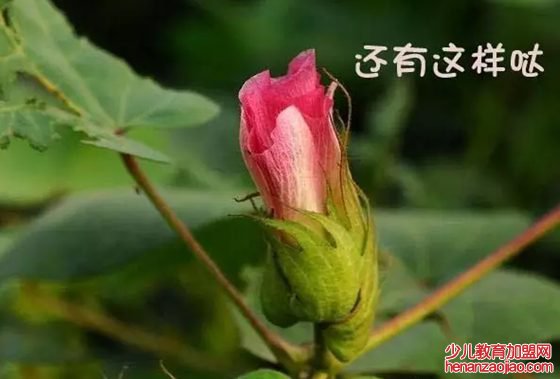 棉花是花吗,为什么棉花不是花,棉花不是花的原因