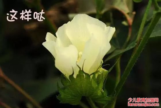 棉花是花吗,为什么棉花不是花,棉花不是花的原因