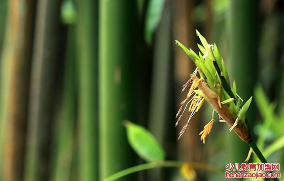 竹子开花吗,竹子会不会开花