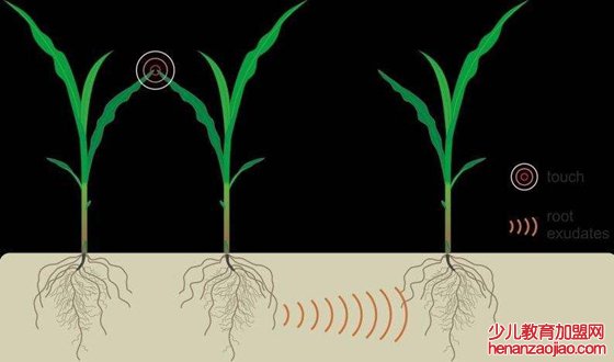 植物会说话吗,植物也有自己的语言