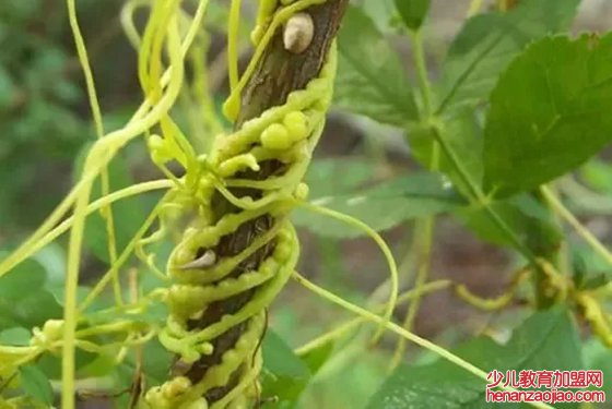 寄生植物有哪些,植物也可以寄生吗