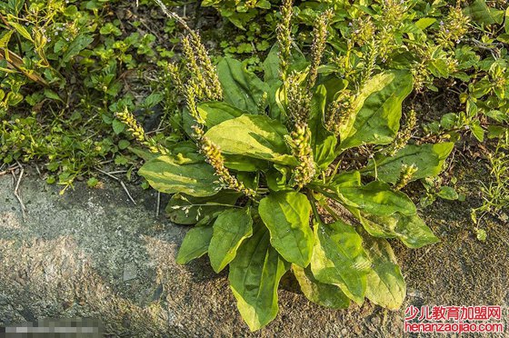 植物给人类哪些启示,为什么说植物是天然设计师