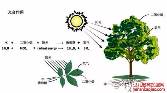 为什么大树底下比较凉快,大树下面好乘凉的原因