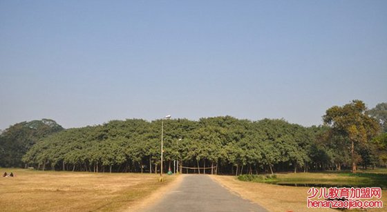 榕树为什么会独木成林