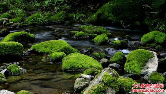 苔藓是什么样的,苔藓怎么养