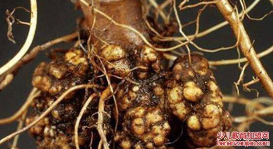 植物为什么会长肿瘤,肿瘤对植物有哪些影响