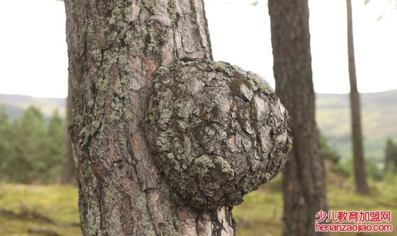 植物为什么会长肿瘤,肿瘤对植物有哪些影响