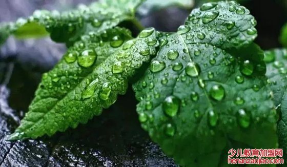 植物为什么会出汗,植物吐水的作用