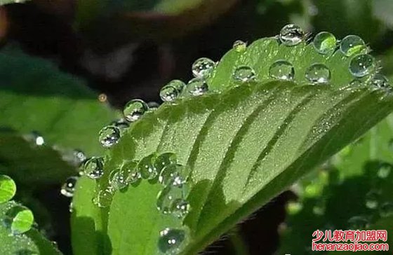 植物为什么会出汗,植物吐水的作用