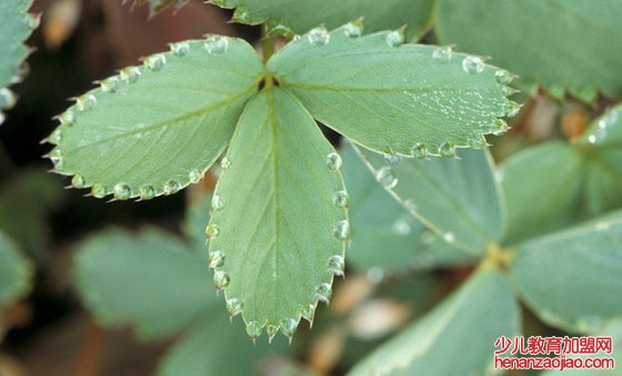 植物为什么会出汗,植物吐水的作用