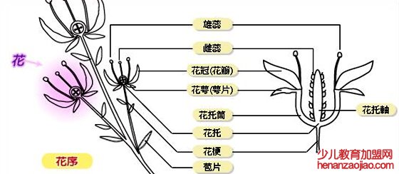 植物有性别吗,怎么区分植物的雌雄