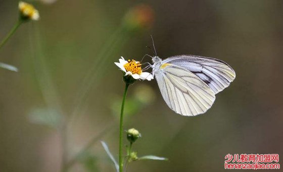 为什么有些鸟不会飞