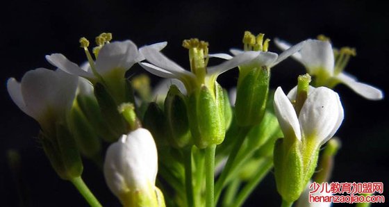 为什么植物绿色清香,植物散发特殊味道的原因