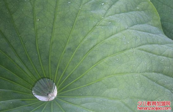 叶脉有什么作用,植物叶脉的主要功能