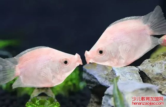 接吻鱼为什么接吻,亲嘴鱼亲嘴的原因