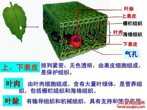 树叶落叶时为什么总是叶背朝上