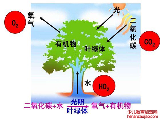 为什么植物需要空气,植物离不开空气的原因