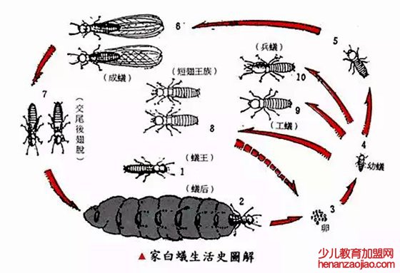 为什么家里会有白蚁,家里有白蚁怎么办