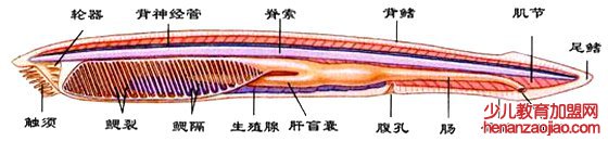 文昌鱼为什么十分珍贵