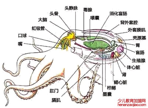 章鱼真的没有身子吗,章鱼的身体结构